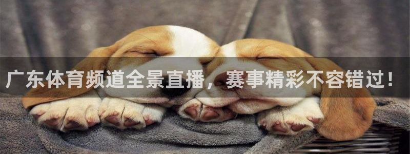 广东体育频道全景直播，赛事精彩不容错过！
