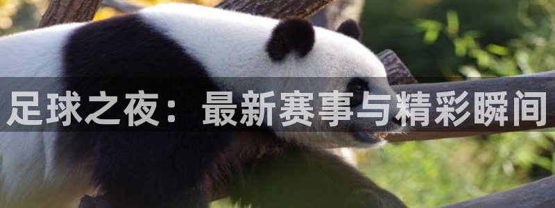 足球之夜：最新赛事与精彩瞬间