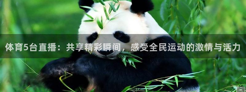 体育5台直播：共享精彩瞬间，感受全民运动的激情与活力